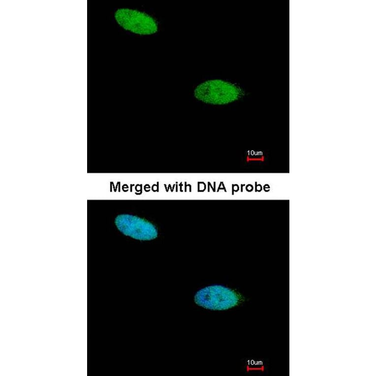 Immunofluorescence - DUSP26 antibody from Signalway Antibody (22422) - Antibodies.com