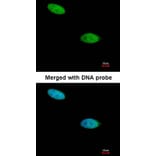 Immunofluorescence - DUSP26 antibody from Signalway Antibody (22422) - Antibodies.com