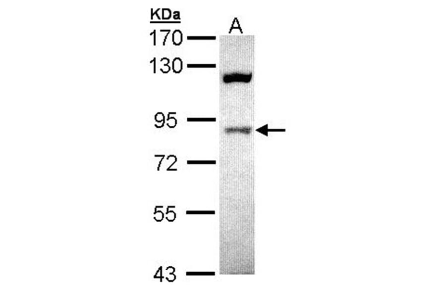 ACAP1 antibody from Signalway Antibody (22446) - Antibodies.com