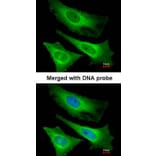 Immunofluorescence - TNNI3K antibody from Signalway Antibody (22517) - Antibodies.com