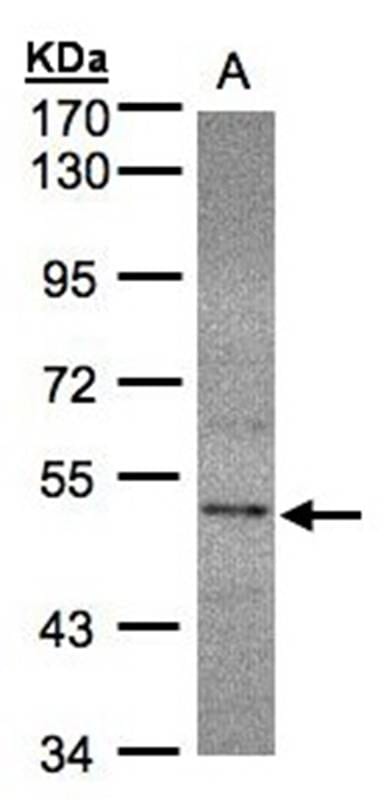 Sample (30ug whole cell lysate) HeLa S37.5% SDS PAGE Primary antibody diluted at 1: 1000