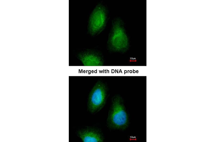 Immunofluorescence - SEPHS2 antibody from Signalway Antibody (22548) - Antibodies.com