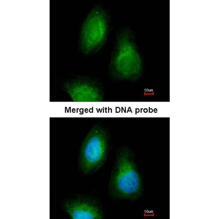 Immunofluorescence - SEPHS2 antibody from Signalway Antibody (22548) - Antibodies.com