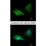 Immunofluorescence - SQSTM1 antibody from Signalway Antibody (22618) - Antibodies.com