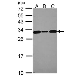 CacyBP antibody from Signalway Antibody (22712) - Antibodies.com