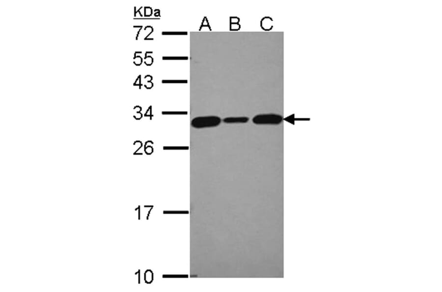 CacyBP antibody from Signalway Antibody (22712) - Antibodies.com