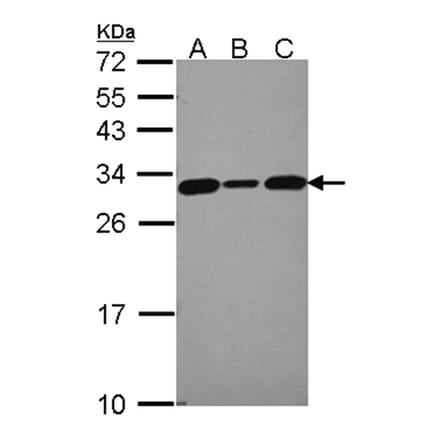 CacyBP antibody from Signalway Antibody (22712) - Antibodies.com