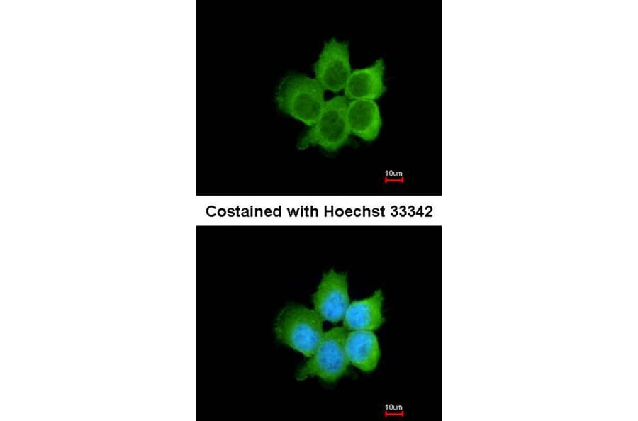Immunofluorescence - CacyBP antibody from Signalway Antibody (22712) - Antibodies.com