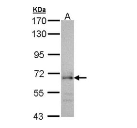 CDC45L antibody from Signalway Antibody (22742) - Antibodies.com