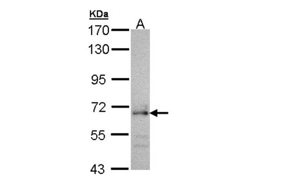 CDC45L antibody from Signalway Antibody (22742) - Antibodies.com