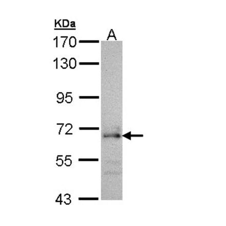 CDC45L antibody from Signalway Antibody (22742) - Antibodies.com