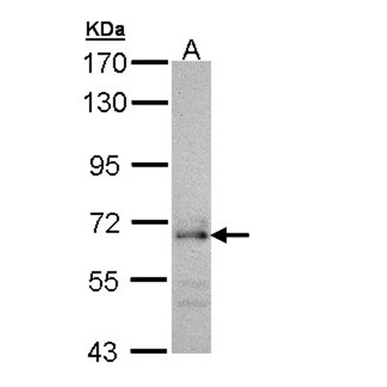 CDC45L antibody from Signalway Antibody (22742) - Antibodies.com