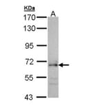 CDC45L antibody from Signalway Antibody (22742) - Antibodies.com