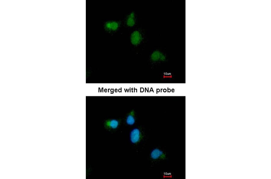Immunofluorescence - CDC45L antibody from Signalway Antibody (22742) - Antibodies.com