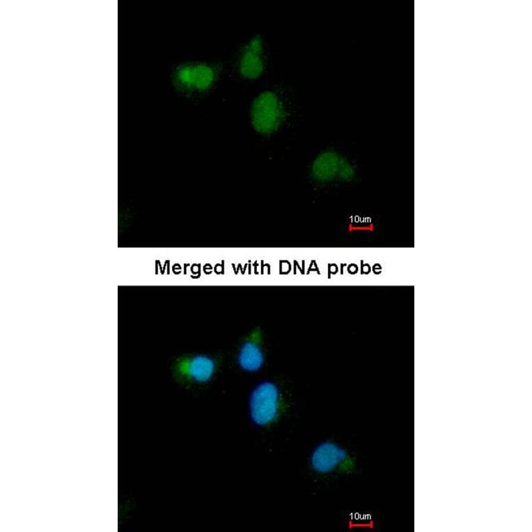 Immunofluorescence - CDC45L antibody from Signalway Antibody (22742) - Antibodies.com