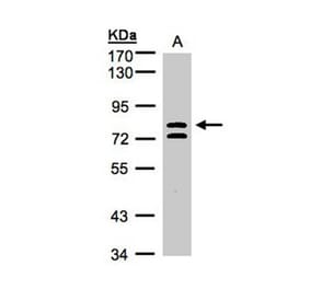 L3MBTL antibody from Signalway Antibody (22754) - Antibodies.com