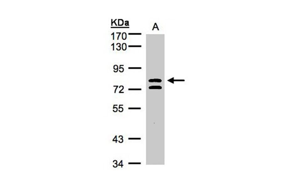 L3MBTL antibody from Signalway Antibody (22754) - Antibodies.com