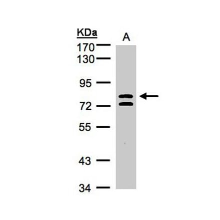 L3MBTL antibody from Signalway Antibody (22754) - Antibodies.com