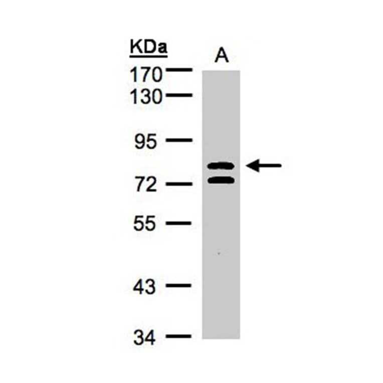 L3MBTL antibody from Signalway Antibody (22754) - Antibodies.com