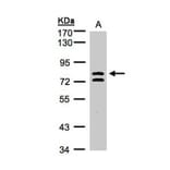 L3MBTL antibody from Signalway Antibody (22754) - Antibodies.com