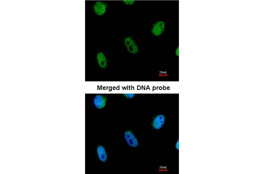 Immunofluorescence - L3MBTL antibody from Signalway Antibody (22754) - Antibodies.com