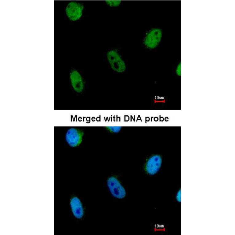 Immunofluorescence - L3MBTL antibody from Signalway Antibody (22754) - Antibodies.com