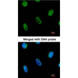 Immunofluorescence - L3MBTL antibody from Signalway Antibody (22754) - Antibodies.com