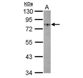 GOLPH2 antibody from Signalway Antibody (22764) - Antibodies.com