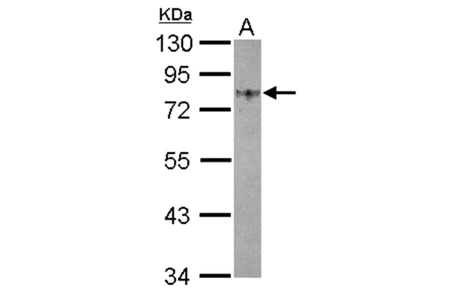 GOLPH2 antibody from Signalway Antibody (22764) - Antibodies.com
