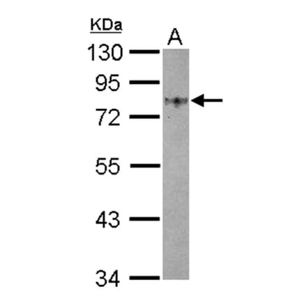 GOLPH2 antibody from Signalway Antibody (22764) - Antibodies.com