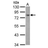 GOLPH2 antibody from Signalway Antibody (22764) - Antibodies.com