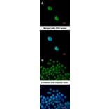 Immunofluorescence - NKX2-5 antibody from Signalway Antibody (22771) - Antibodies.com