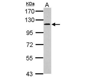 GRASP1 antibody from Signalway Antibody (22795) - Antibodies.com