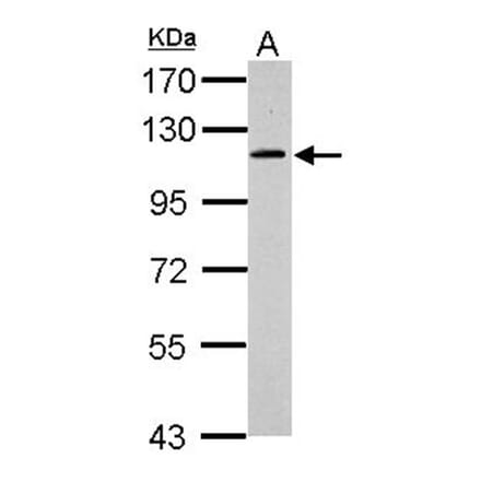 GRASP1 antibody from Signalway Antibody (22795) - Antibodies.com