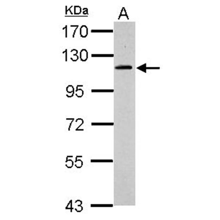 GRASP1 antibody from Signalway Antibody (22795) - Antibodies.com