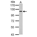 GRASP1 antibody from Signalway Antibody (22795) - Antibodies.com