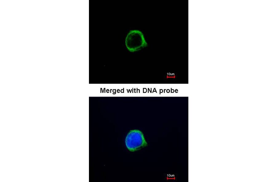 Immunofluorescence - GRASP1 antibody from Signalway Antibody (22795) - Antibodies.com