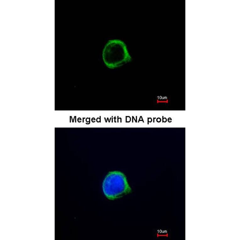 Immunofluorescence - GRASP1 antibody from Signalway Antibody (22795) - Antibodies.com