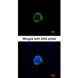 Immunofluorescence - GRASP1 antibody from Signalway Antibody (22795) - Antibodies.com