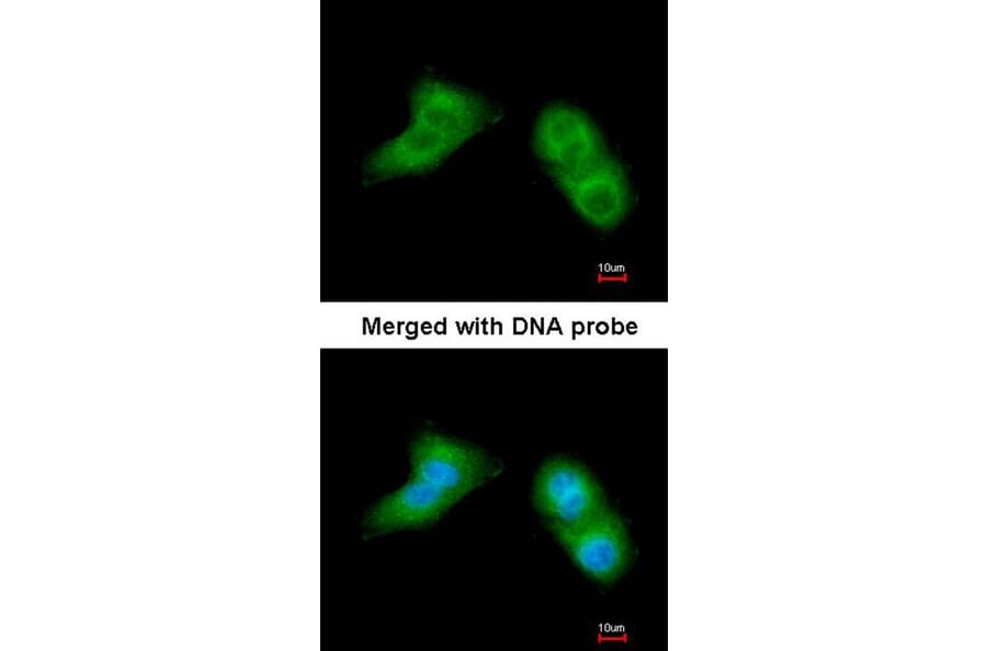 Immunofluorescence - UBE2G2 antibody from Signalway Antibody (22876) - Antibodies.com