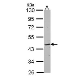 TOM1L1 antibody from Signalway Antibody (22899) - Antibodies.com