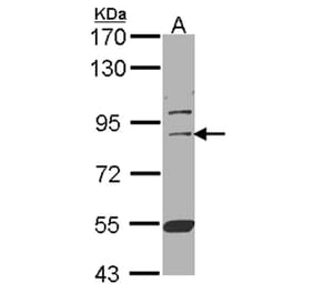 CUL-3 antibody from Signalway Antibody (22907) - Antibodies.com