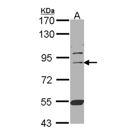 CUL-3 antibody from Signalway Antibody (22907) - Antibodies.com
