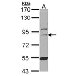 CUL-3 antibody from Signalway Antibody (22907) - Antibodies.com
