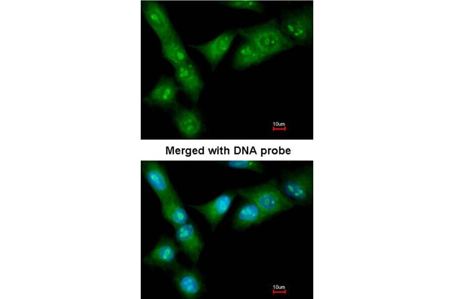 Immunofluorescence - CUL-3 antibody from Signalway Antibody (22907) - Antibodies.com