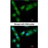 Immunofluorescence - CUL-3 antibody from Signalway Antibody (22907) - Antibodies.com