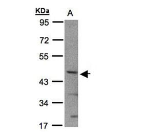 SHARP2 antibody from Signalway Antibody (22931) - Antibodies.com