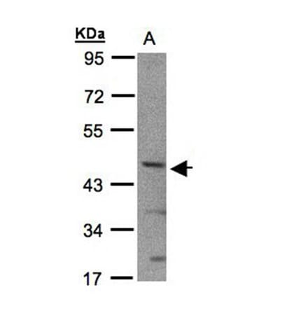 SHARP2 antibody from Signalway Antibody (22931) - Antibodies.com