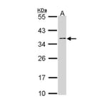 NAGAT antibody from Signalway Antibody (22953) - Antibodies.com