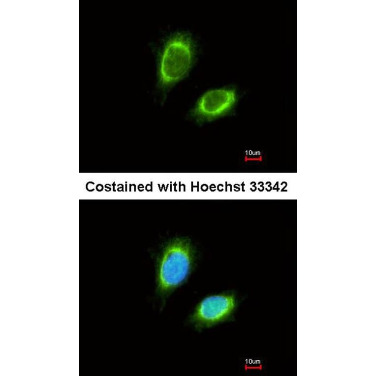 Immunofluorescence - NAGAT antibody from Signalway Antibody (22953) - Antibodies.com